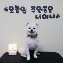 지니펫살롱 이미지