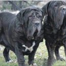 네오 동물병원 이미지