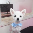 뽀삐애견샵 이미지