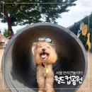봉화재 반려견놀이터화장실 | 서울시 무료 강아지 운동장 월드컵공원 반려견놀이터