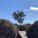 억새목욕탕 | [제주도 가족여행 2일차] 날씨요정 엄마와 제주 동백숲·보말칼국수·광어 맛집