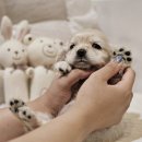 더 샵 동물메디컬센터 이미지