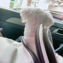 슬기로운 멍생활 이미지