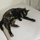 다우동물병원 이미지