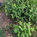 예곡농장 이미지