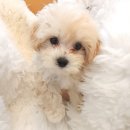 이소퍼피-별내점 이미지