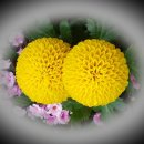 미인장수 이미지