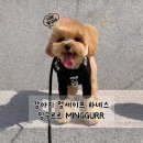 멍구르르 | 밍구르르 하네스 후기 | 소형견 산책템으로 딱 좋아요 MZ 댕댕이 인싸템