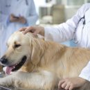 나눔 양한방 동물병원 이미지