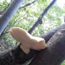 하얀버섯 이미지