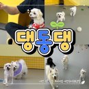 댕동댕 | 대전 원신흥동 강아지 유치원 [댕동댕] 유치원/데이케어 솔직후기, 대만족!