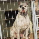 똥깡아지네 이미지