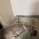 송아지집 이미지