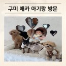 공단로(북) | 구미 애견카페 아기랑 강아지 데리고 다녀온 산동 또독하우스 (반려견 없이도 가능)