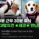 20분 근무/30분 휴식 - ★빈대 탐지견 세코★ 이미지