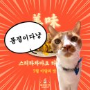 갈릭치즈타코야끼 신메뉴 출시 | 타코야끼 사진 보다 고양이 사진이 더 많음 주의 | 사랑 받는 옥쓔타코