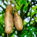 바오밥나무기타 이미지