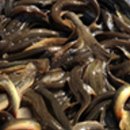 (주)남원추어탕 이미지