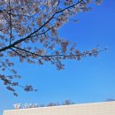 성호공원앞(17186) | 서울 근교 벚꽃 어디 갈까? | 안산 벚꽃 당일치기 코스 추천 (훈장골, 김홍도미술관, 노적봉공원)