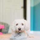 하얀강아지 이미지