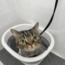 모들펫살롱 이미지