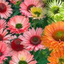 한국코와(주) 이미지