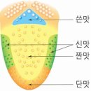 설염에관련된질병 이미지