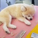 까르르멍멍 이미지