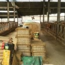 한우사육축사 이미지