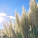 순희의정원 이미지