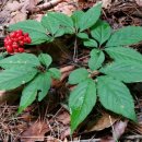 대한항공정우회 이미지