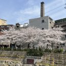 대광초등학교 | 올해도 성북천 벚꽃구경 / 만개, 야장 웨이팅, 성북천 카페 추천