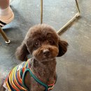 바오그루밍 이미지