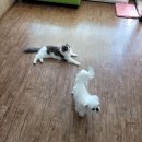 멍멍이랑 호호아줌마 이미지