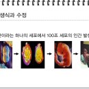 제09강 생명과학 기술 발전에 의한 생식방법 이미지