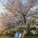 아이들과 비바람 불기 전 벚꽃구경 [장지역 장지천벚꽃길]