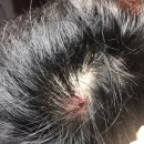 더 이스트라이트 카카오 검색결과