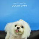 체리애견 이미지