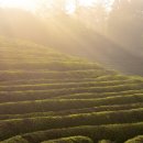 대한농장1 이미지