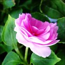 민들레화원 이미지