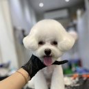 안양애견 이미지