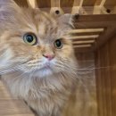 오좌동길 이미지