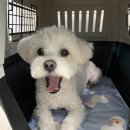 베베 애견유치원 이미지