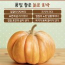 호박 이미지