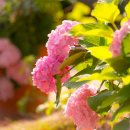 고요아침