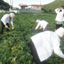 참조은식품 참외 짱아찌작업 (불자들에게 한점 부끄럼없이올리는 진상품) 이미지