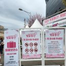 SK인천석유화학 2025 벚꽃 동산 꽃구경 다녀오기