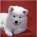 베이비몽 강아지분양 인천청라점 | 인천 서구 강아지분양샵 베이비몽 강아지분양 인천청라점 조용히 둘러보다가 마음 풀렸던 날