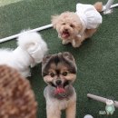 센텀1972 | 강아지랑 2박3일 부산여행, 센텀 애견카페 스포독