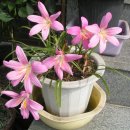 이화약국 이미지